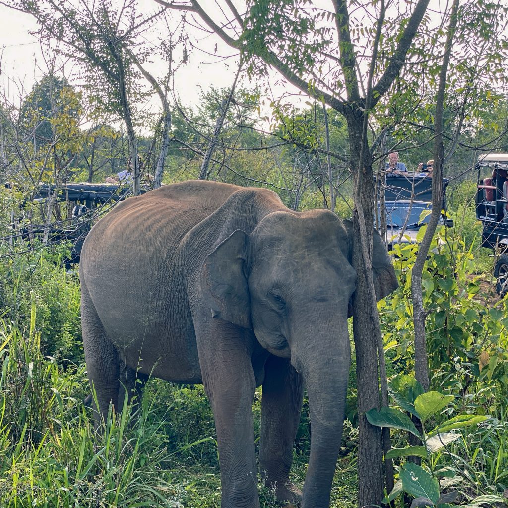 An Elephant in Minneriya National Park