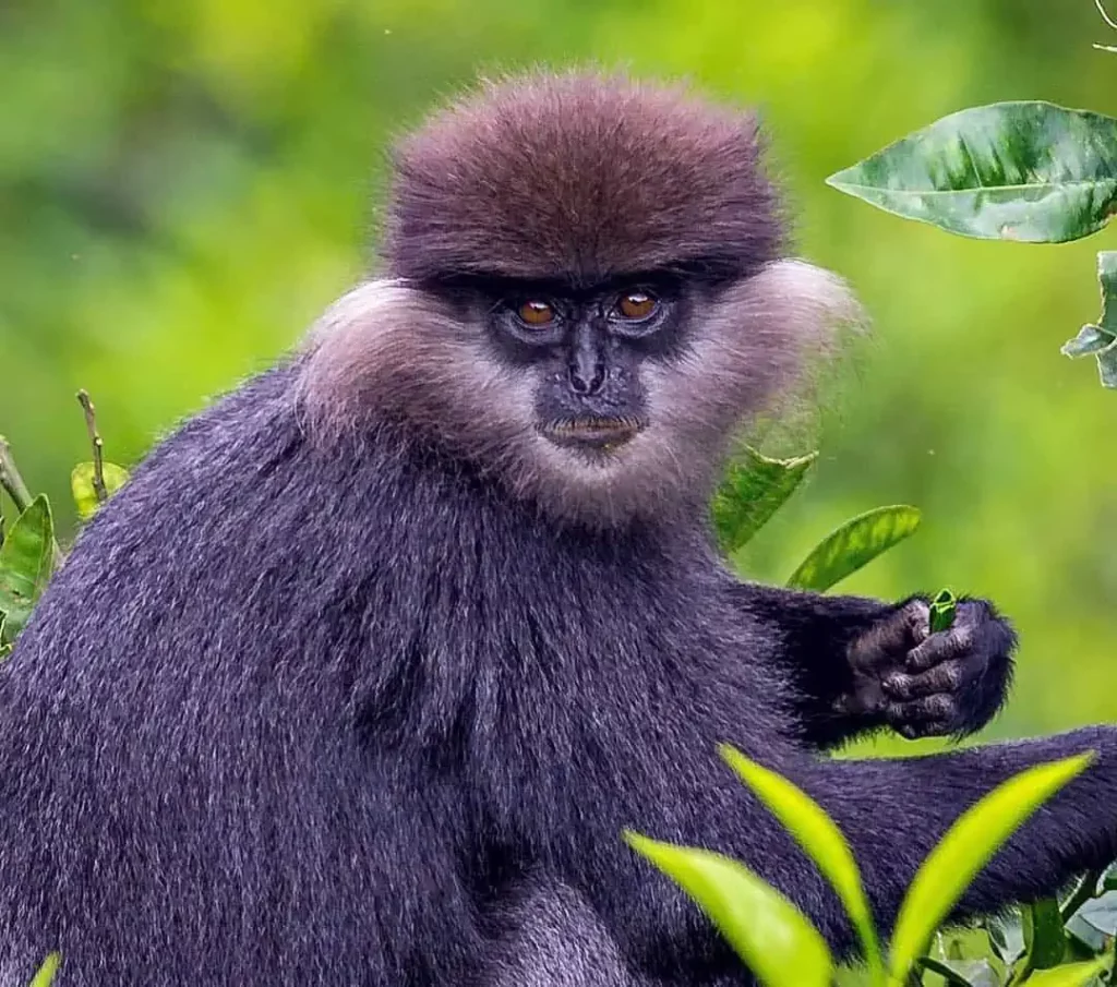 Sri Lanka Purple-Faced Leaf Monkey n Sinharaja Rain Forest Reserve