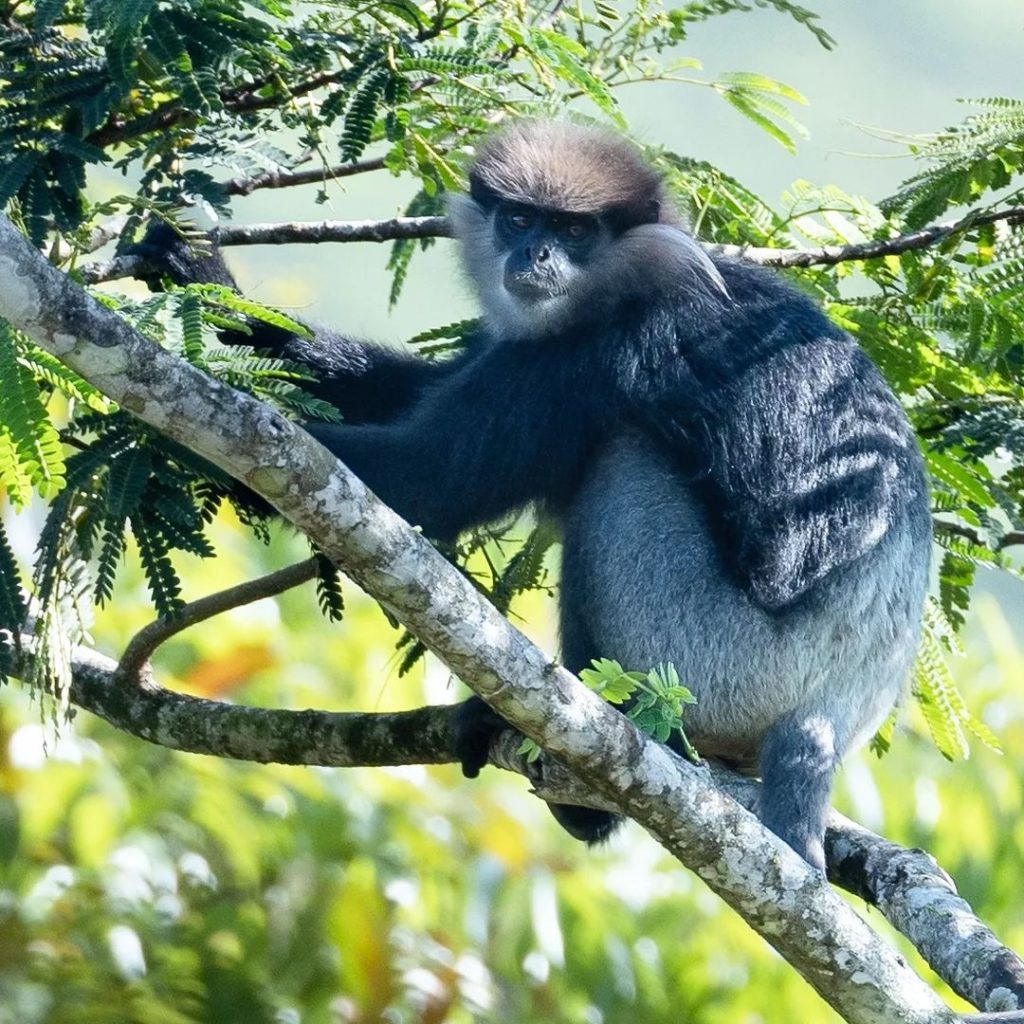 Sri LankaPurple Faced Leaf Monkey