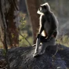 gray langur - Monkeys In Sri Lanka