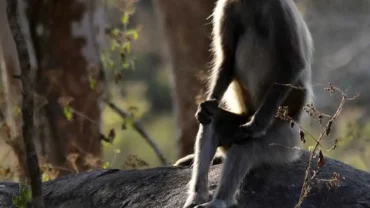 gray langur - Monkeys In Sri Lanka