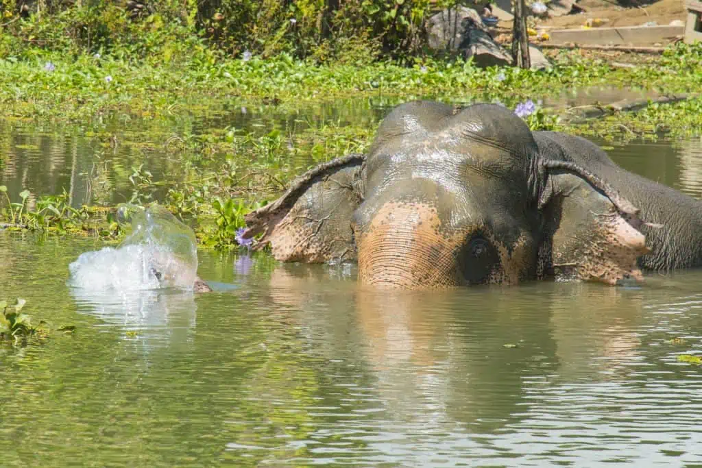 Elephant In The Water | Elephant Watching Safari In Sri Lanka