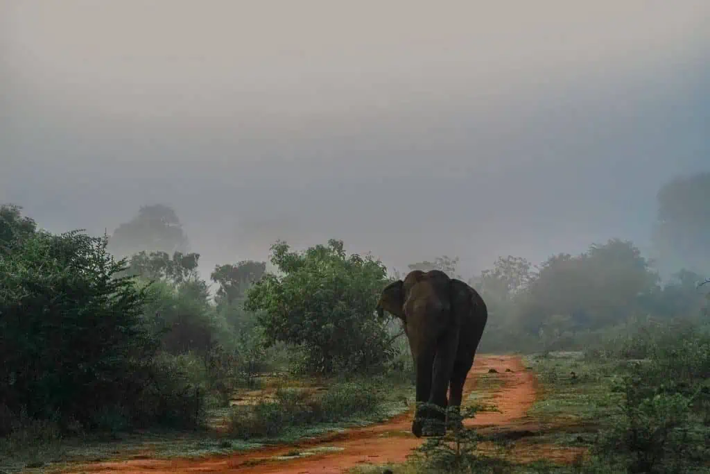Elephant morning walk