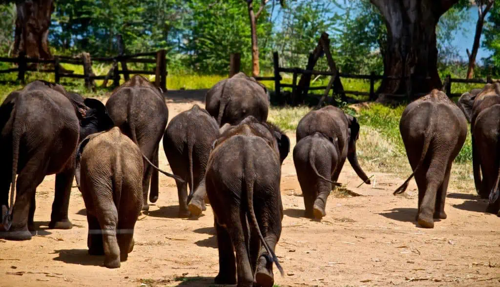 Baby Elephants at the Elephant Transit Home in Udawalawe | Wild Elephants Watching Safari Sri Lanka