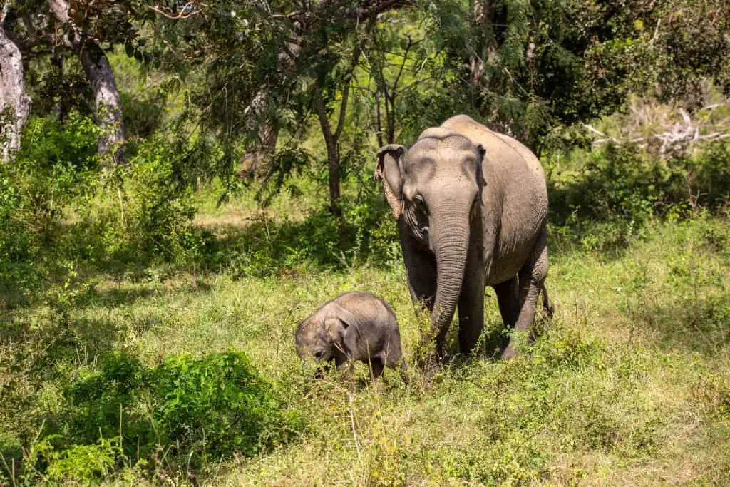 Elephant Mother and Baby Elephant | Yala National Park Sri Lanka
