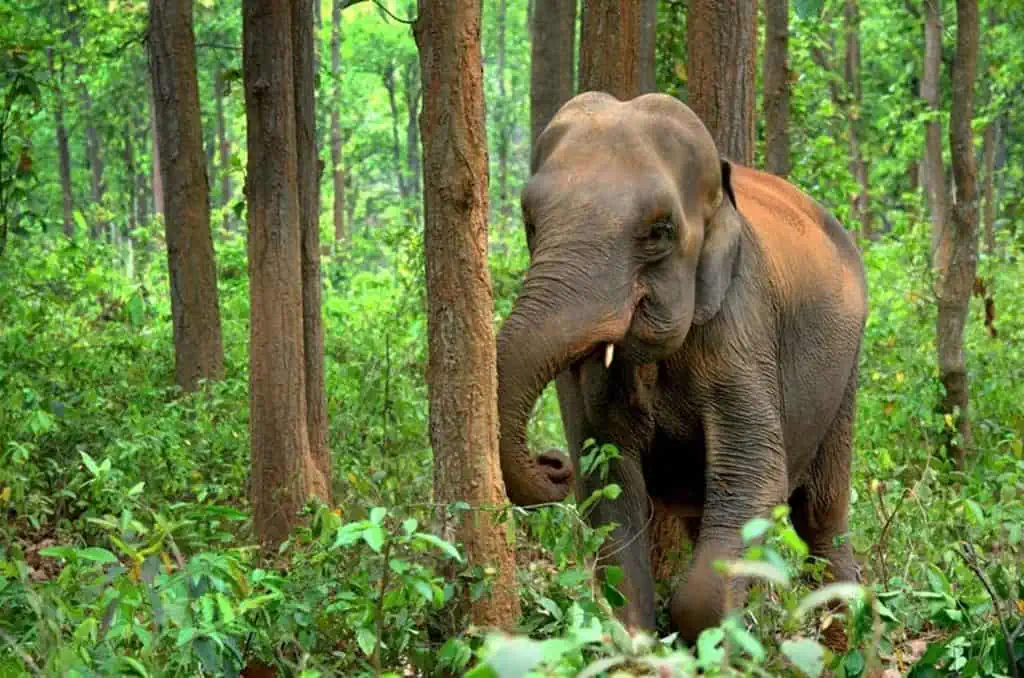 Elephant In Yala National Park