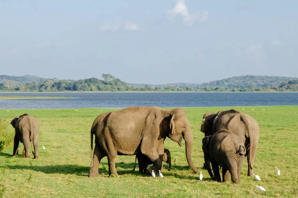 Elephants at Minneriya National Park | The Best Asian Elephant-Watching Safari In The World
