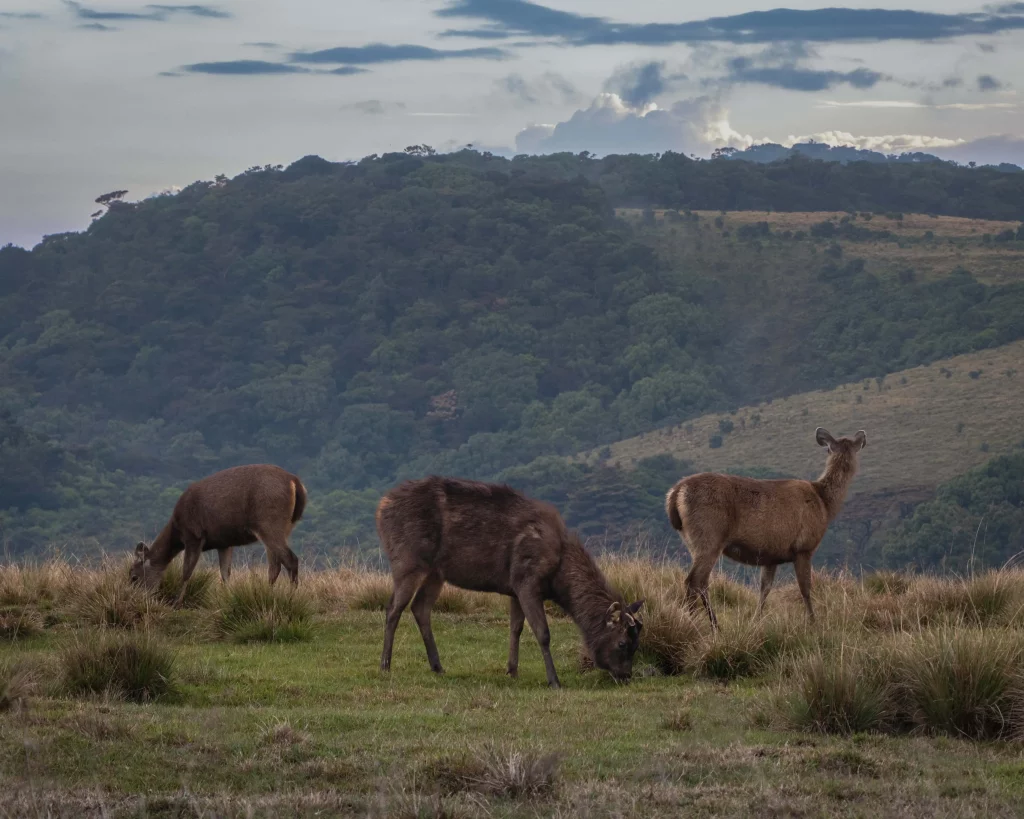 3 samber deer in horton plains national park
