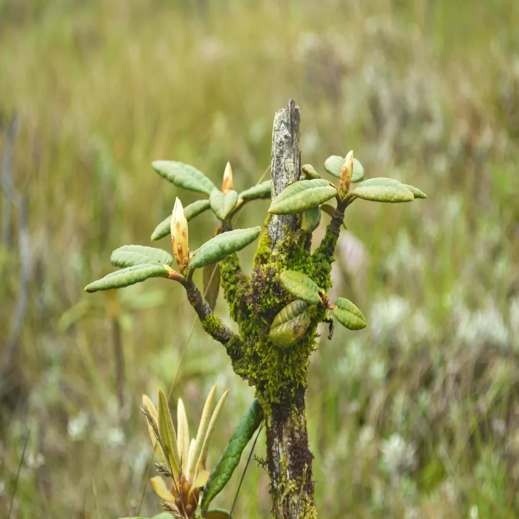 Flora and Fauna in horton plains national park