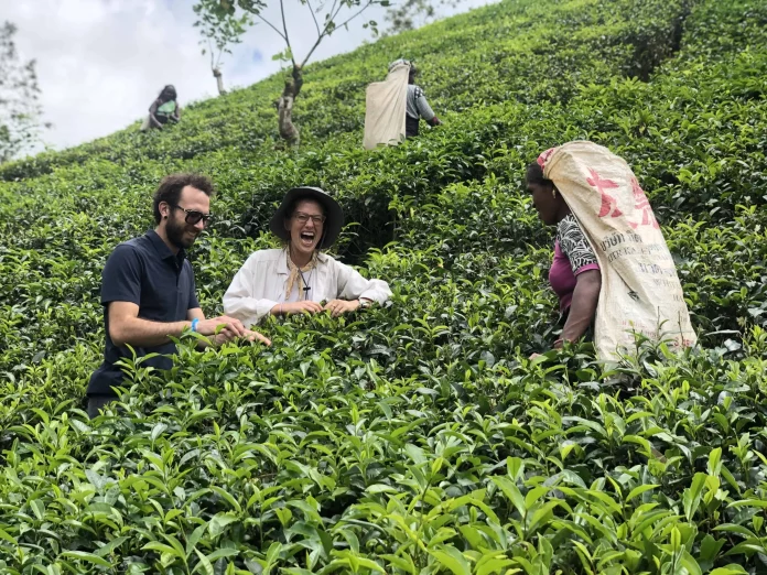 Tea Plucking and Harvesting