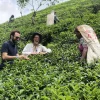 Tea Plucking and Harvesting