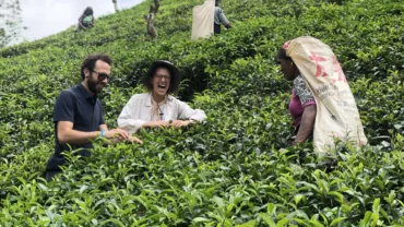 Tea Plucking and Harvesting