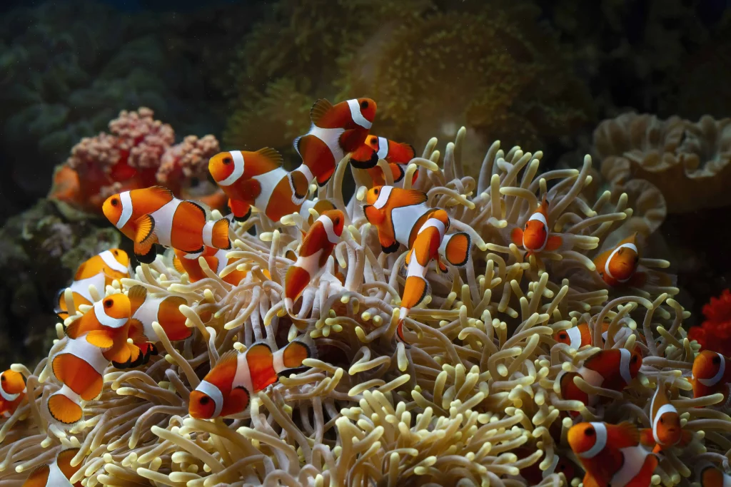 cute anemone fish playing coral reef
