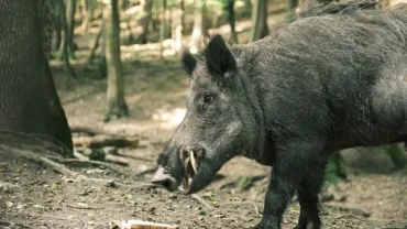 Sri Lanakan wild boar