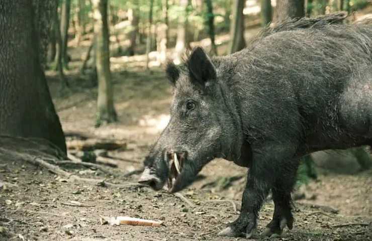 Sri Lanakan wild boar