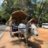 Bullock cart ride - Sigiriya Village Tour