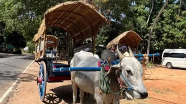 Bullock cart ride - Sigiriya Village Tour