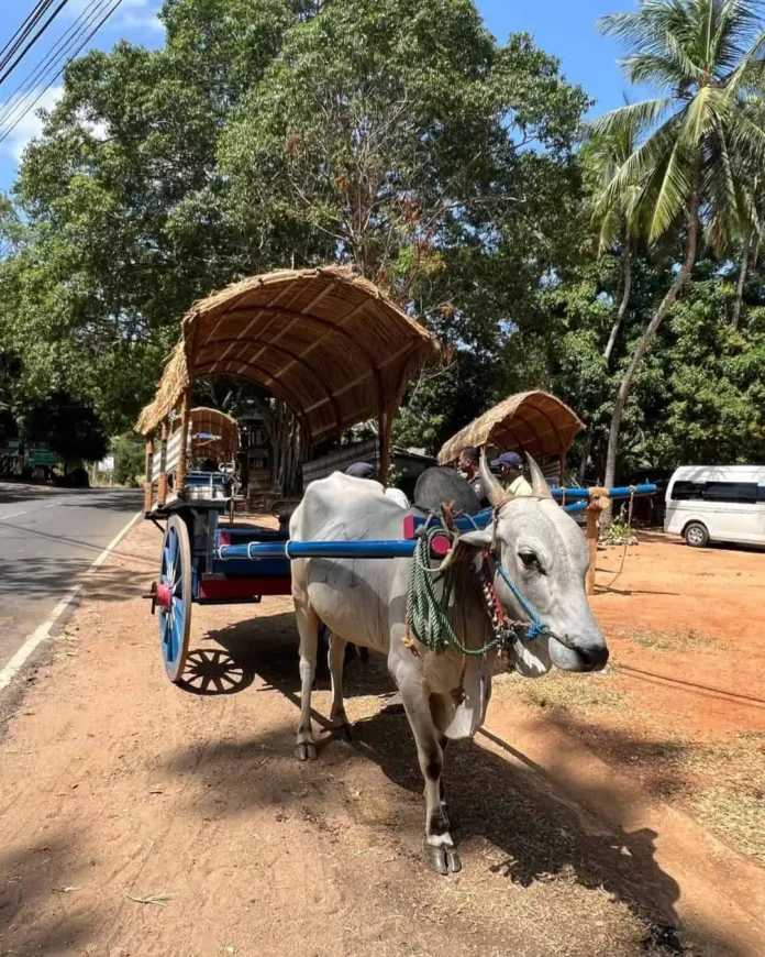 Bullock cart ride - Sigiriya Village Tour