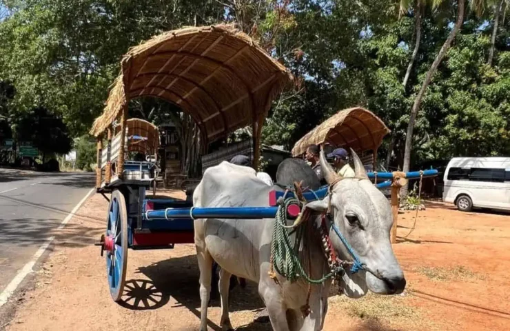 Bullock cart ride - Sigiriya Village Tour