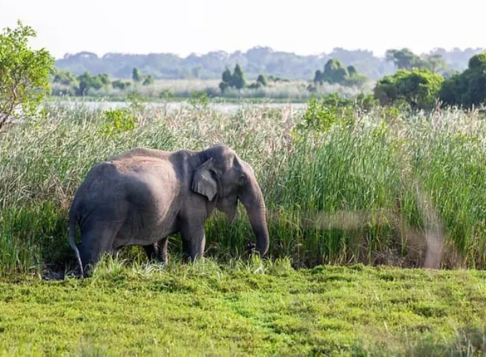 elephant Udawalawa Safari