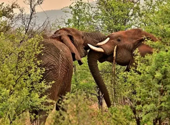 elephants Kaudulla safari