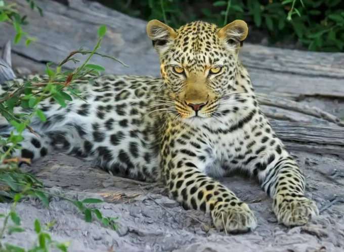 leopard watching at Yala safari