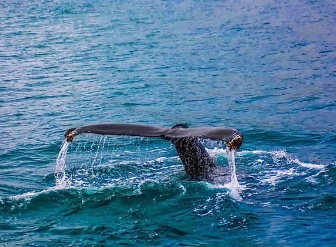 Whale Watching In Mirissa