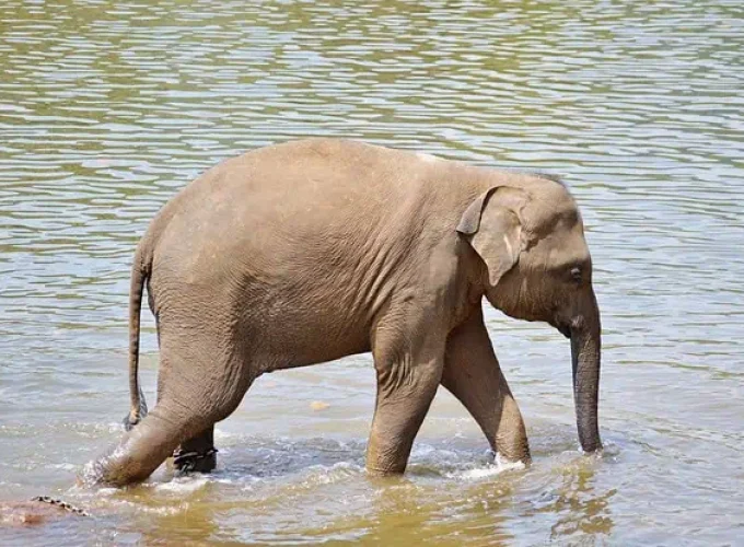 Gal Oya Boat Safari To See Elephants Swimming In Gal Oya Reservoir