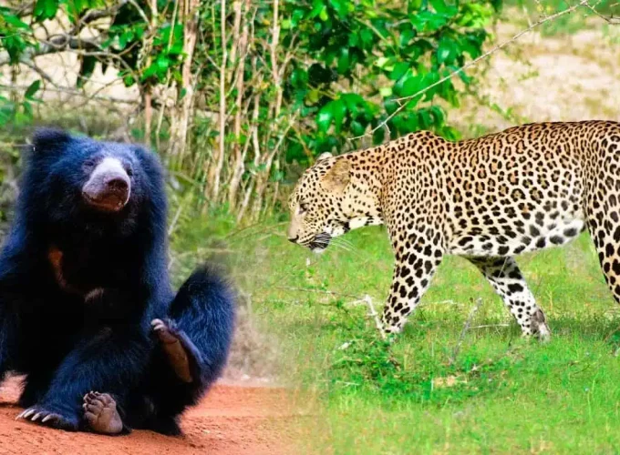 Leopard and Sloth Bear Watching Safari