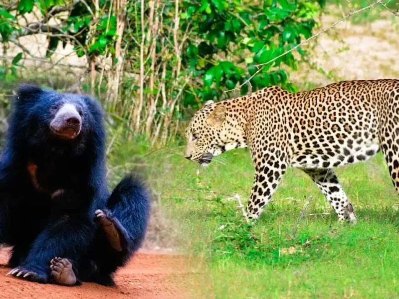 Leopard and Sloth Bear Watching Safari