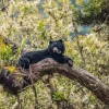 Sloth Bear in Wilpattuwa National Park