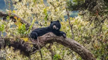 Sloth Bear in Wilpattuwa National Park