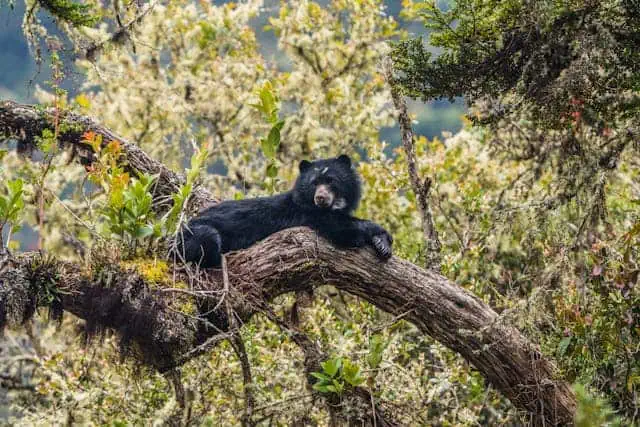 Sloth Bear in Wilpattuwa National Park